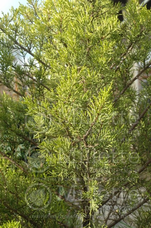 Cupressus Goldcrest (Cypress conifer) 1