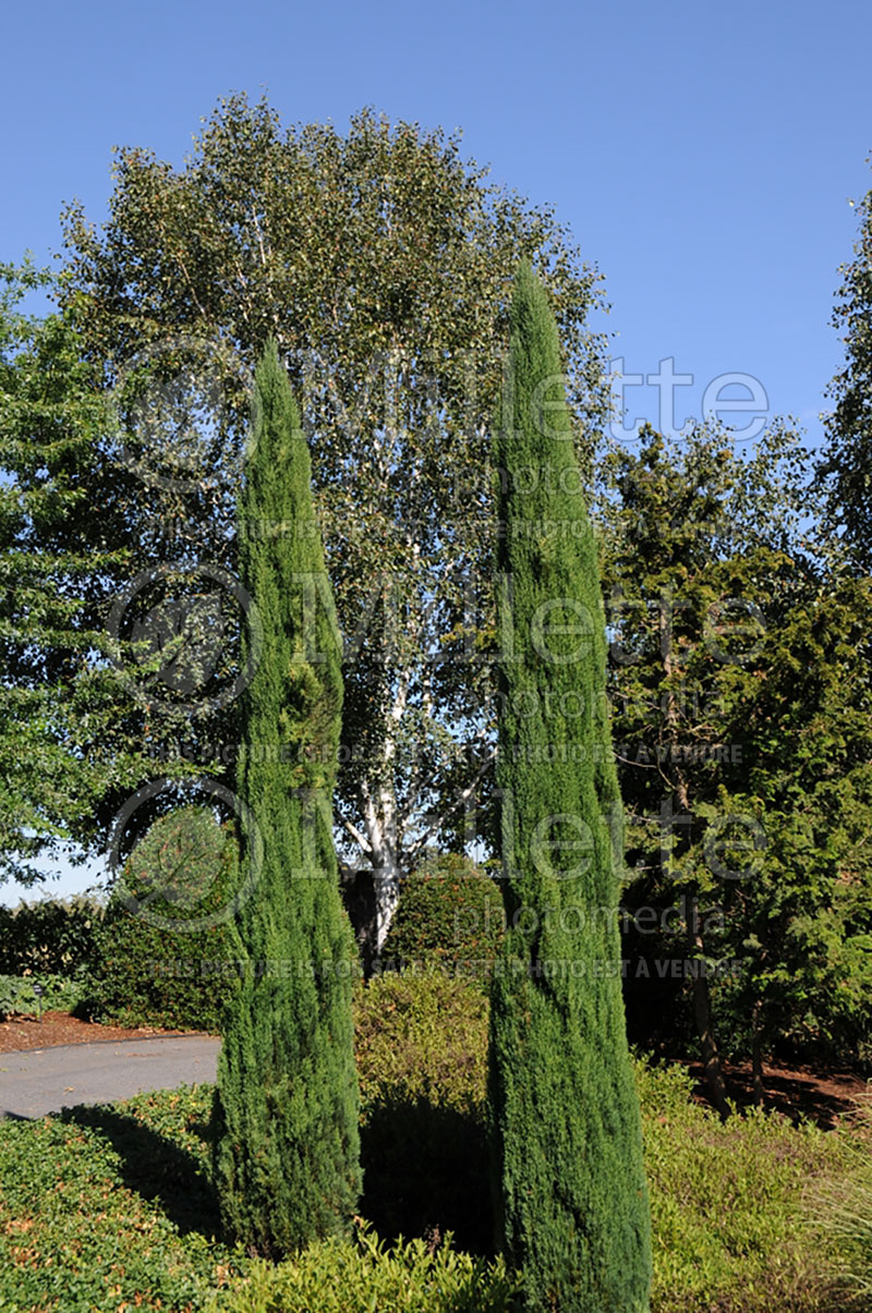Cupressus Tiny Tower or Moonshel (Cypress conifer) 1