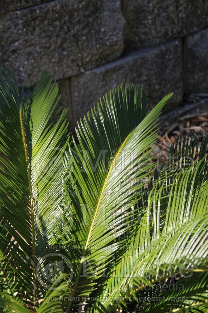 Cycas revoluta (Sago palm) 2 