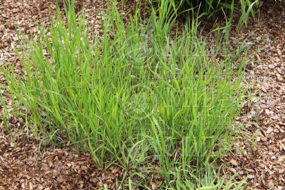 Cynosurus echinatus (bristly dogstail grass Ornamental Grass) 1 