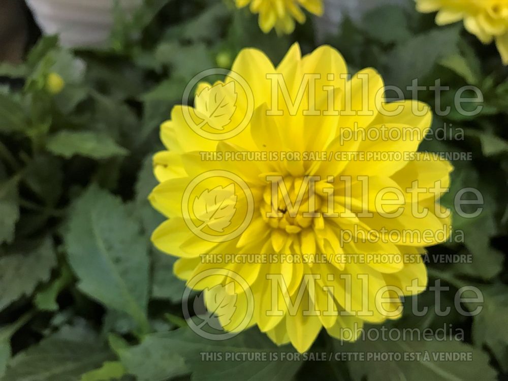 Dahlia Hypnotica Yellow (Waterlily Dahlia)  1 