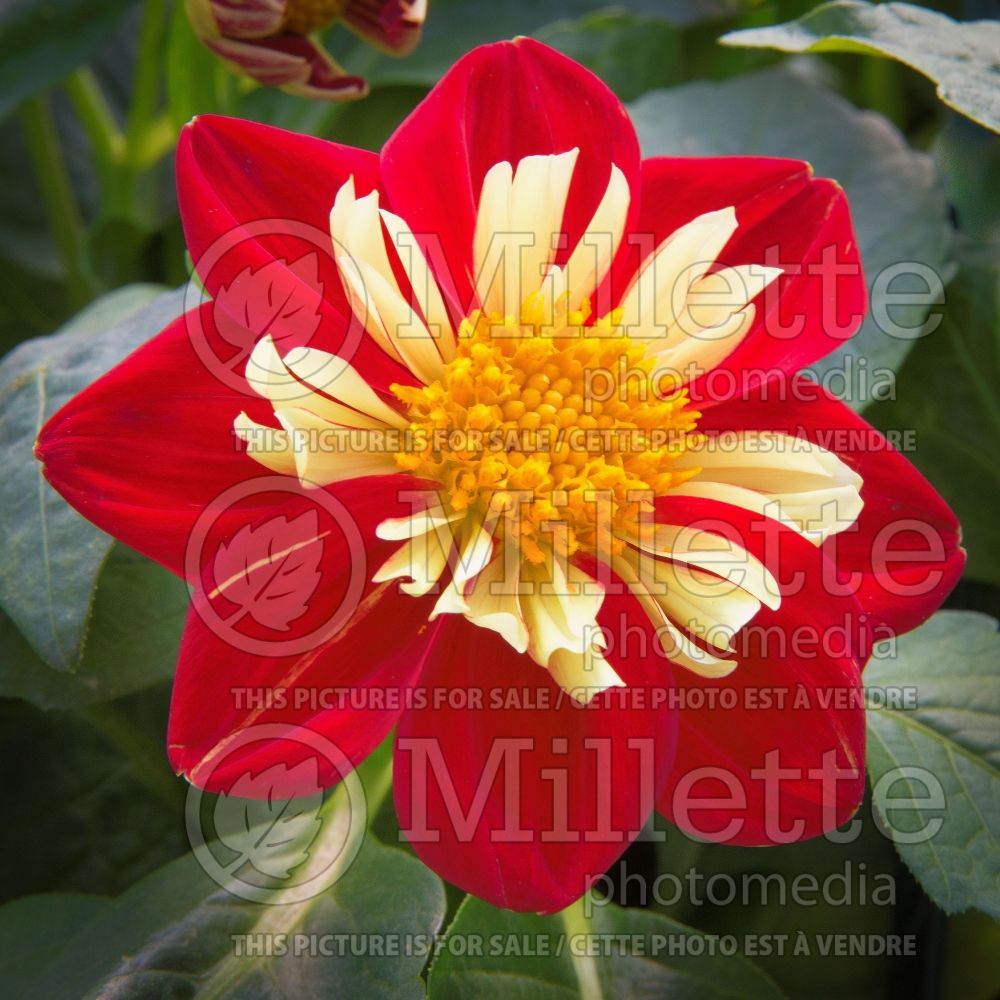 Dahlia Starsister Red Scarlet and Yellow (Dahlia)  1 