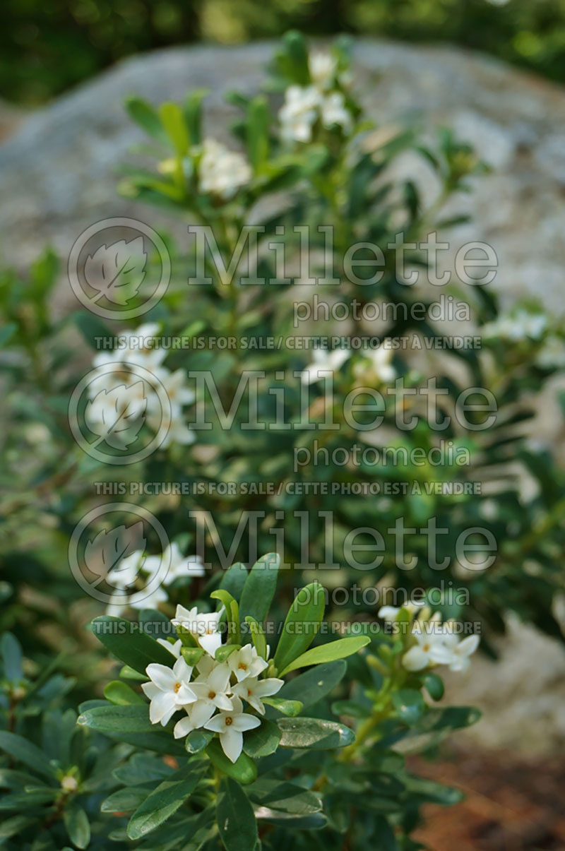 Daphne Eternal Fragrance or Blafra (Burkwood)  4