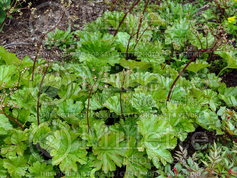 Darmera peltata aka Peltiphyllum peltatum (Umbrella plant) 7 
