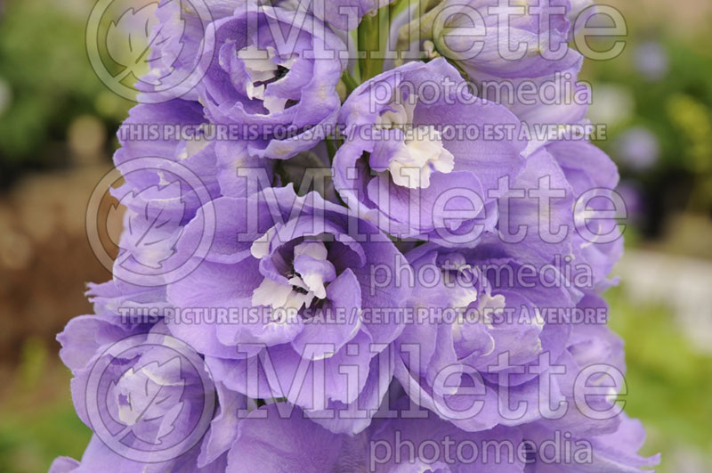 Delphinium Aurora Lavender (Larkspur) 3 