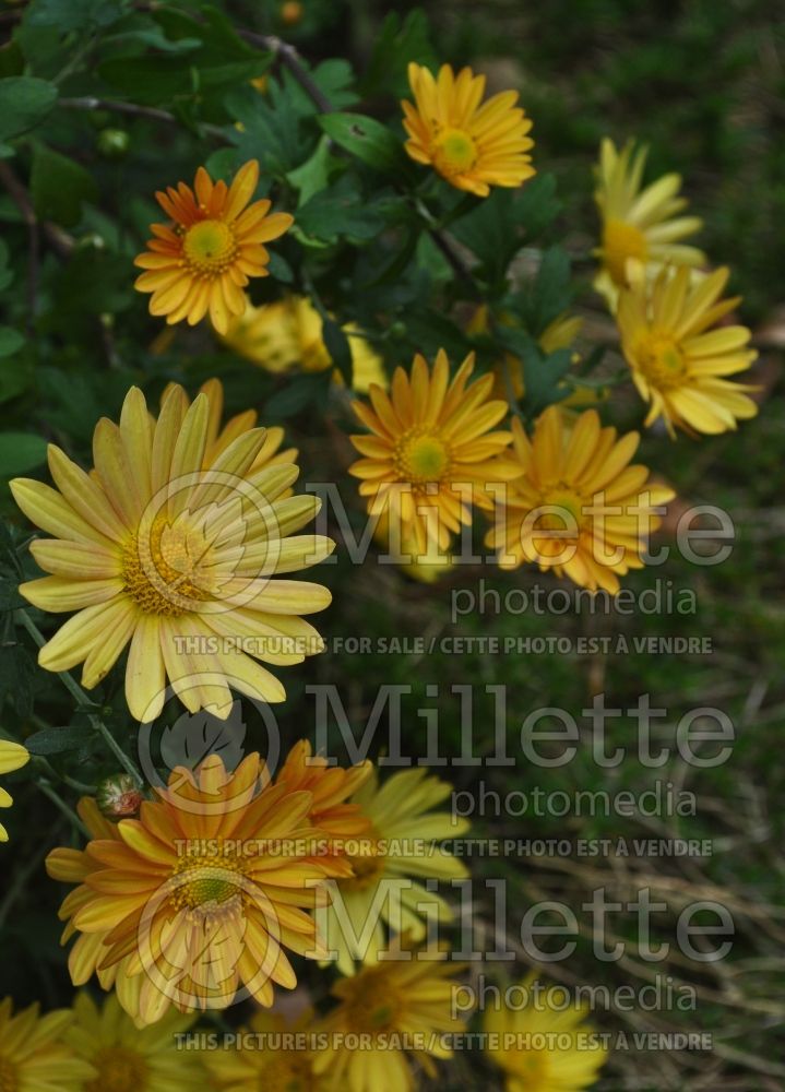 Dendranthema aka Chrysanthemum Bolero (Garden Mum) 1