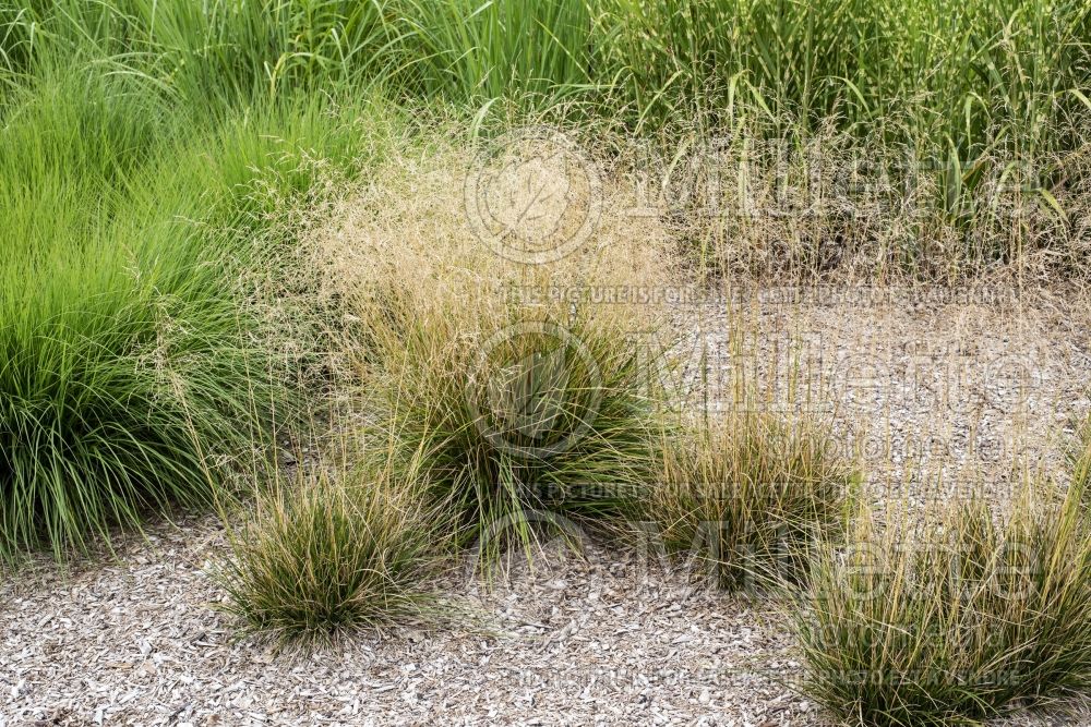Deschampsia Goldgehaenge (Tufted Hair-grass or Tussock grass) 2  