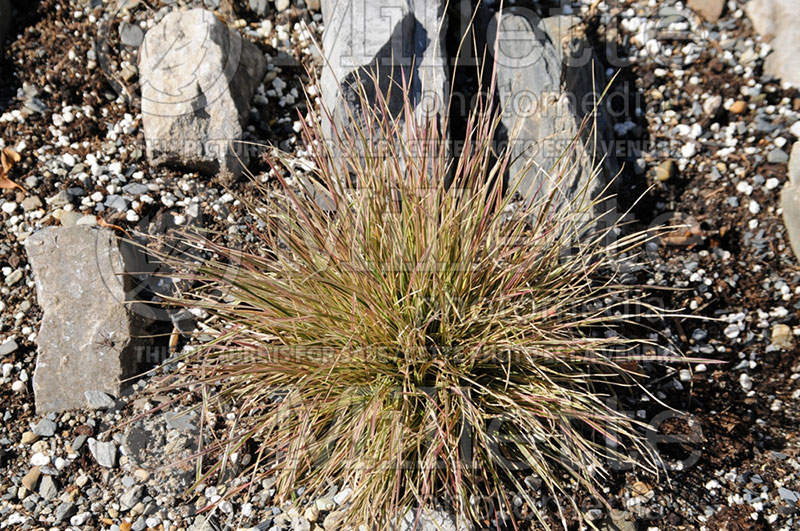 Deschampsia Northern Lights (Tufted Hair-grass or Tussock grass) 1  