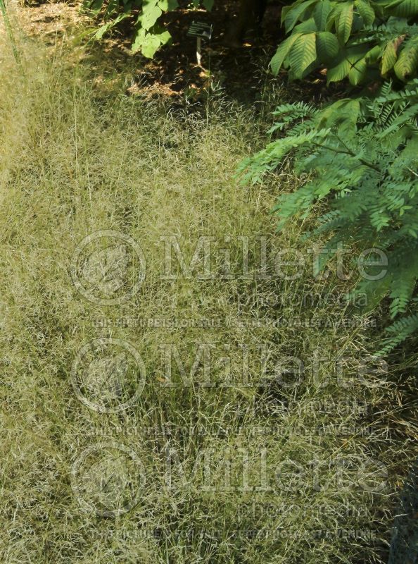 Deschampsia Goldtau (Tufted Hair-grass or Tussock grass) 5  