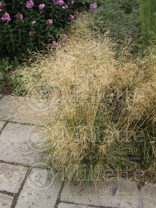 Deschampsia Goldtau (Tufted Hair-grass or Tussock grass) 2  