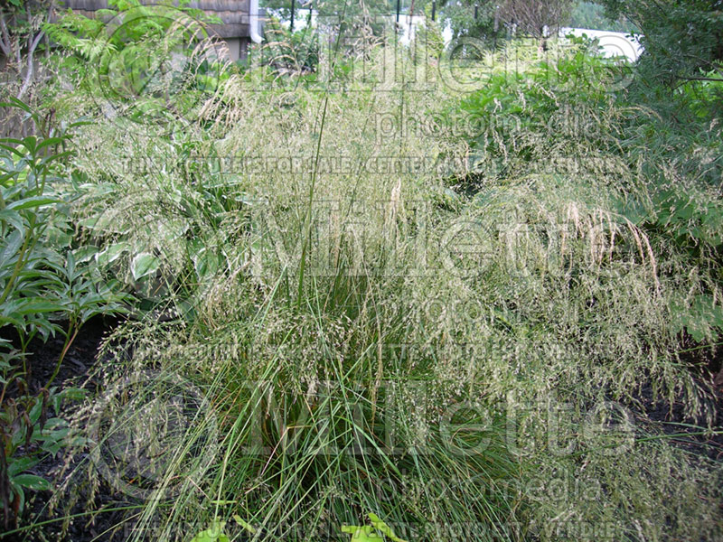Deschampsia cespitosa (Tufted Hair-grass or Tussock grass) 5  