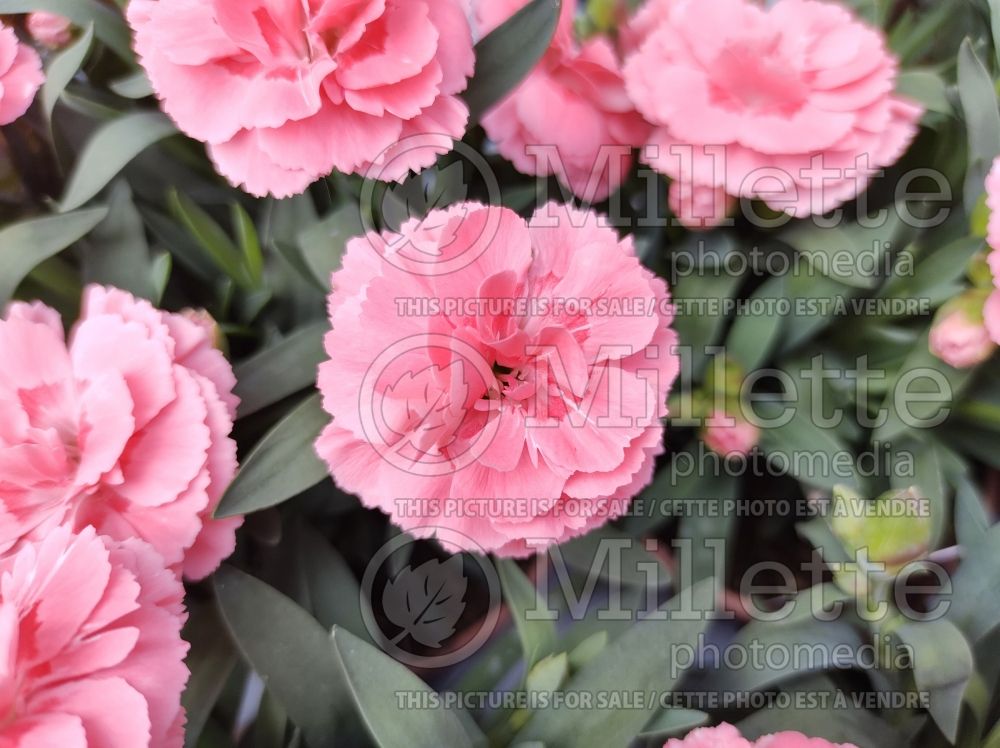 Dianthus Oscar Pink (Carnation) 1