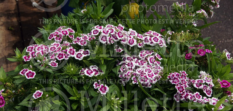 Dianthus Barbarini Picotee Purple (Garden Pinks) 1