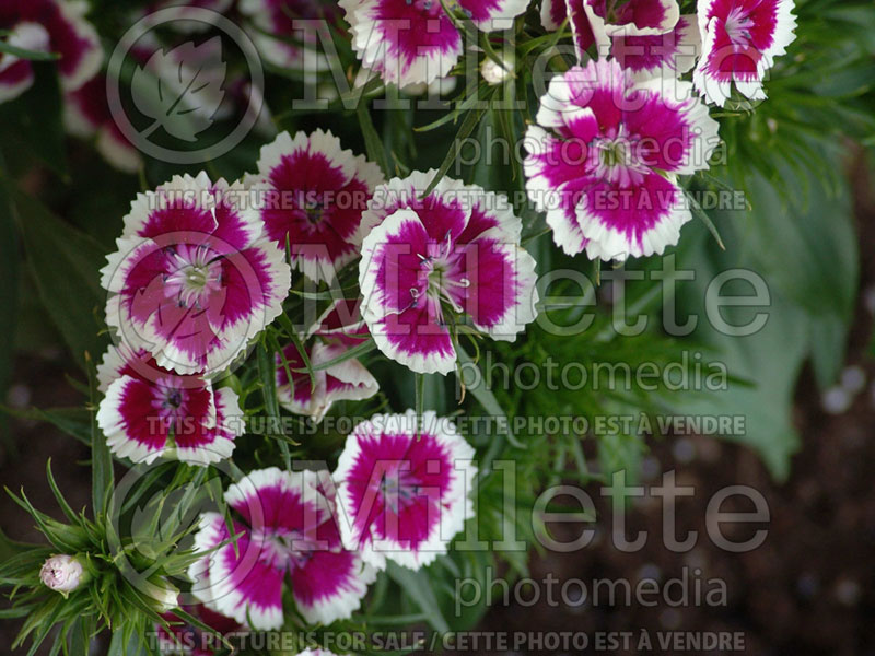 Dianthus Barbarini Picotee Purple (Garden Pinks) 4