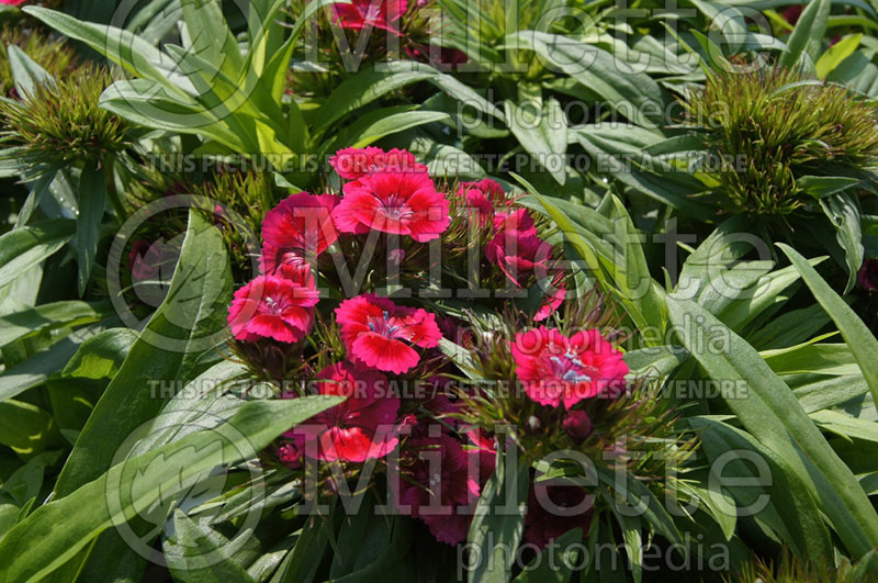 Dianthus Barbarini Red Rose Bicolor (Garden Pinks) 1