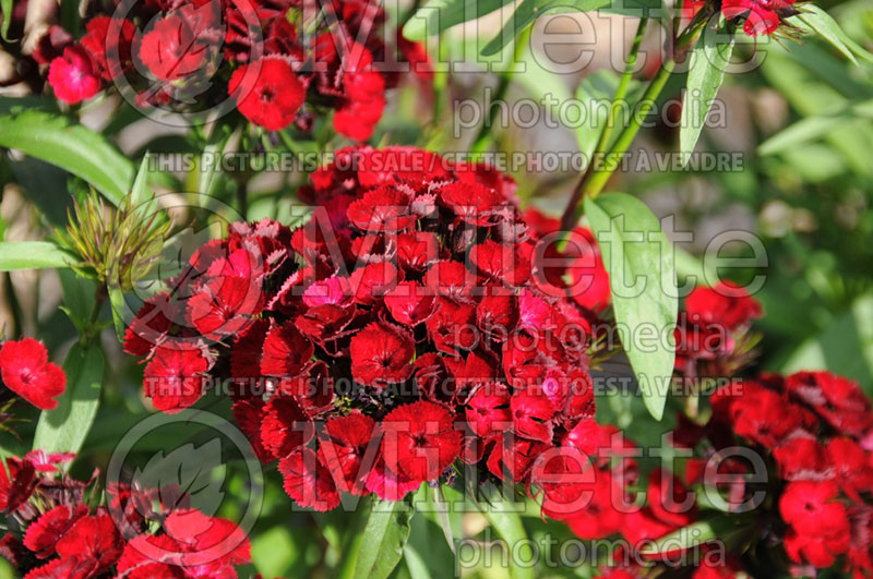 Dianthus Dash Crimson (Garden Pinks) 1