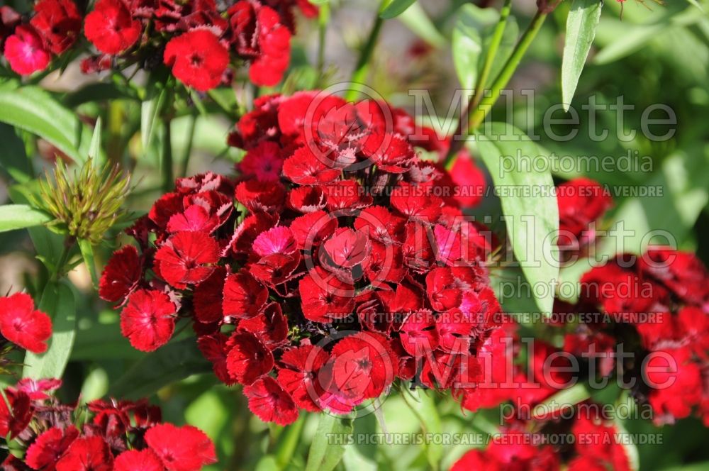 Dianthus Dash Crimson (Garden Pinks) 3