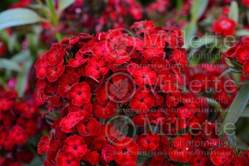 Dianthus Dash Crimson (Garden Pinks) 2
