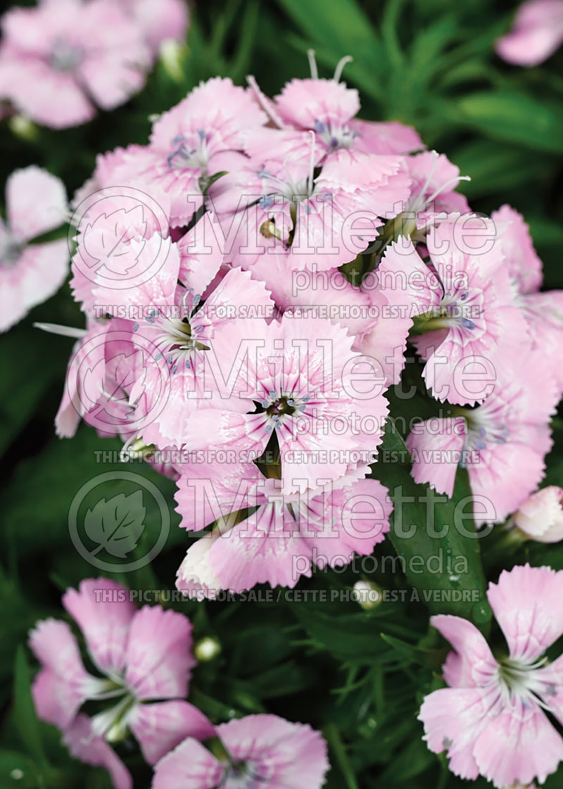 Dianthus Diabunda Pink Pearl (Garden Pinks) 2