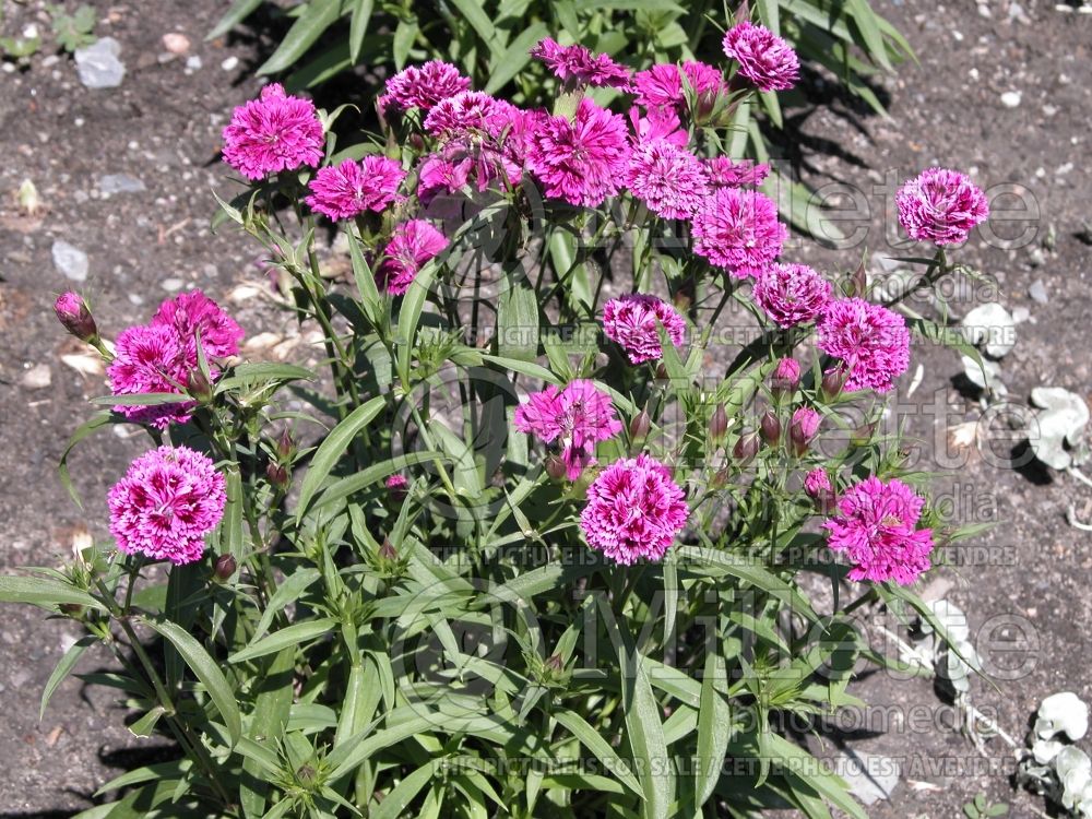 Dianthus Dynasty Pink Magic (Garden Pinks) 1