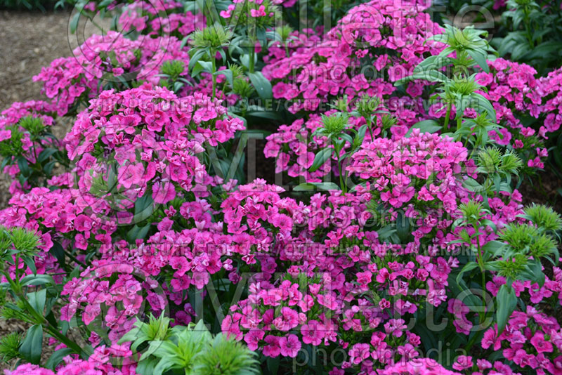 Dianthus Jolt Pink (Garden Pinks) 1