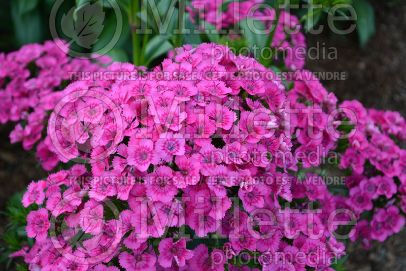 Dianthus Jolt Pink (Garden Pinks) 2