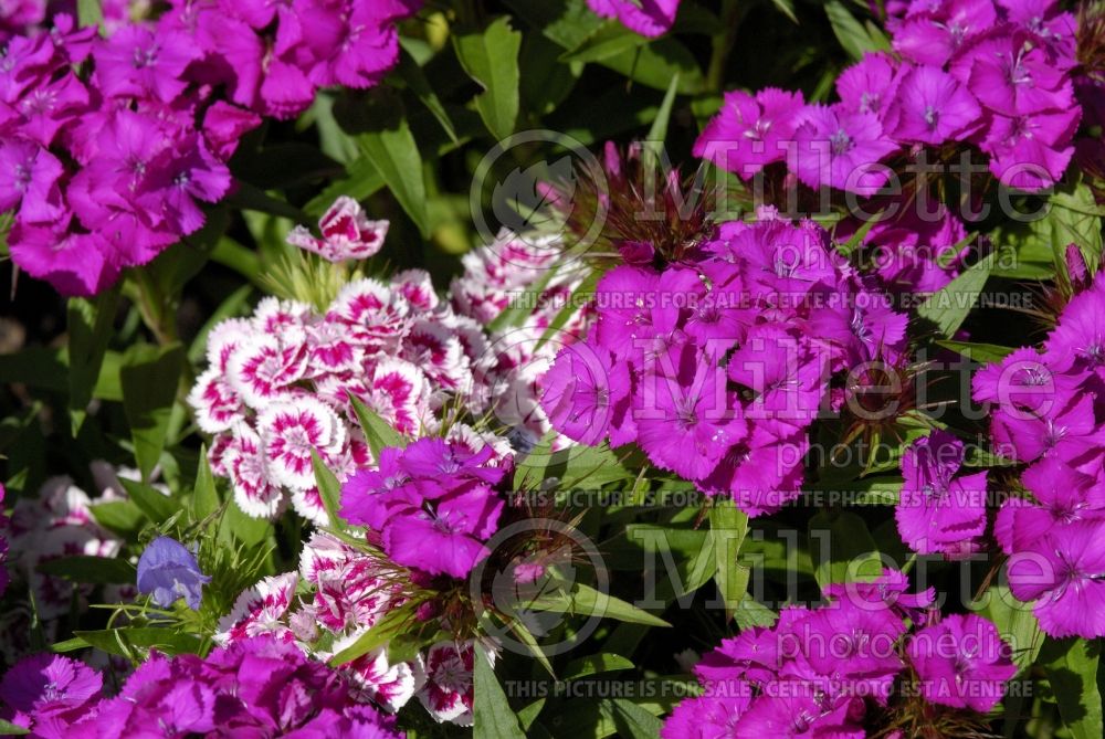 Dianthus barbatus (Garden Pinks sweet William) 2