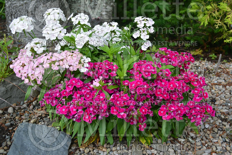 Dianthus Midget (Garden Pinks) 1