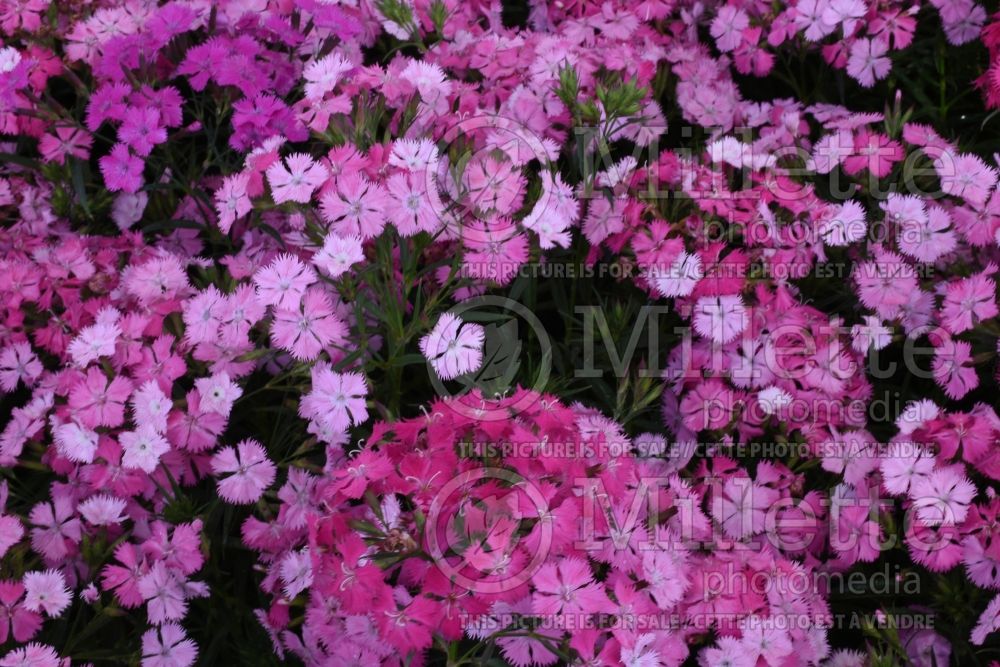 Dianthus barbatus Rockin Pink Magic (Garden Pinks) 1
