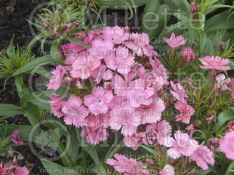 Dianthus Dash Pink (Garden Pinks) 2
