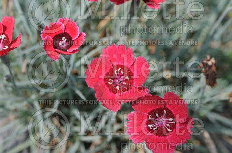 Dianthus Eastern Star or Red Dwarf (Garden Pinks) 4