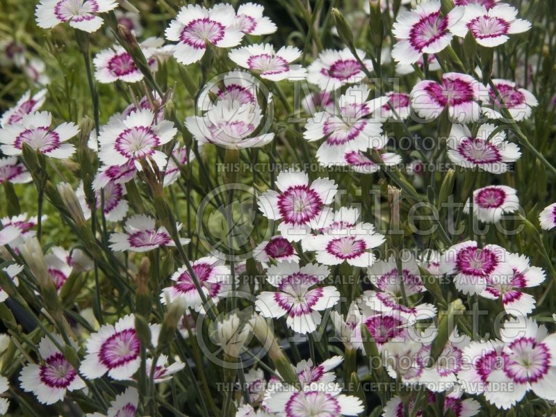 Dianthus Fire and Ice (Garden Pinks) 3