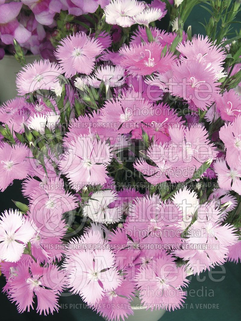 Dianthus First Love (Garden Pinks)  2