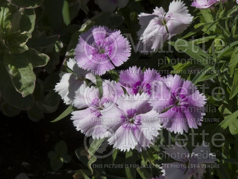 Dianthus Floral Lace Pearl (Garden Pinks) 1