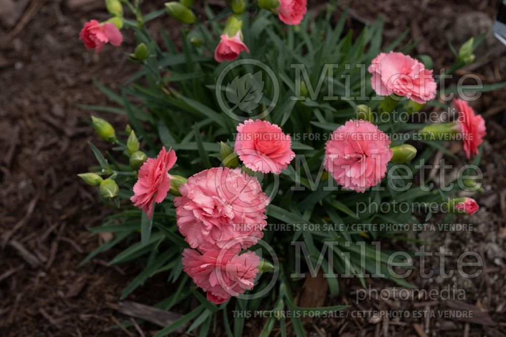 Dianthus Fruit Punch Classic Coral (Pink carnation mums) 1 