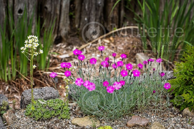 Dianthus Firewitch (Garden Pinks) 4