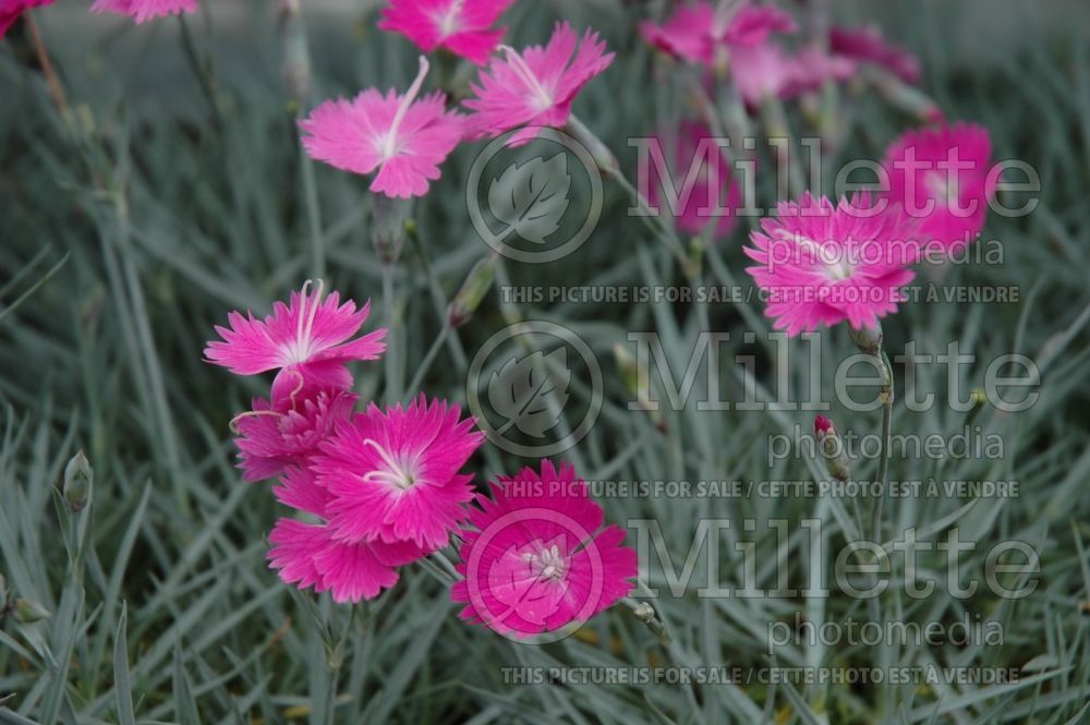 Dianthus Firewitch (Garden Pinks) 6