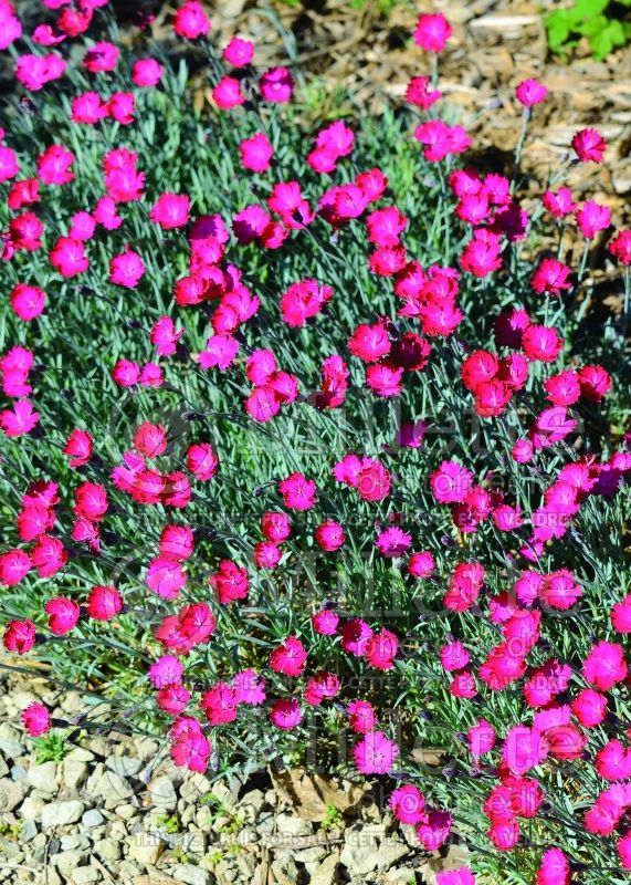 Dianthus Wicked Witch (Garden Pinks) 1
