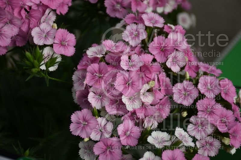 Dianthus Jolt Pink Magic (Garden Pinks) 1