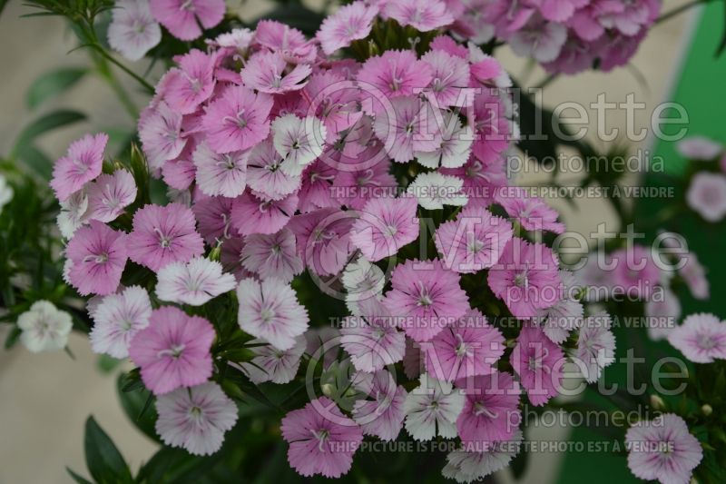 Dianthus Jolt Pink Magic (Garden Pinks) 2