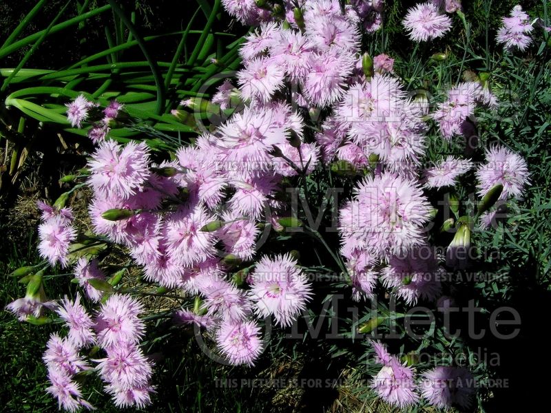 Dianthus Double Clove Pink (Garden Pinks) 1