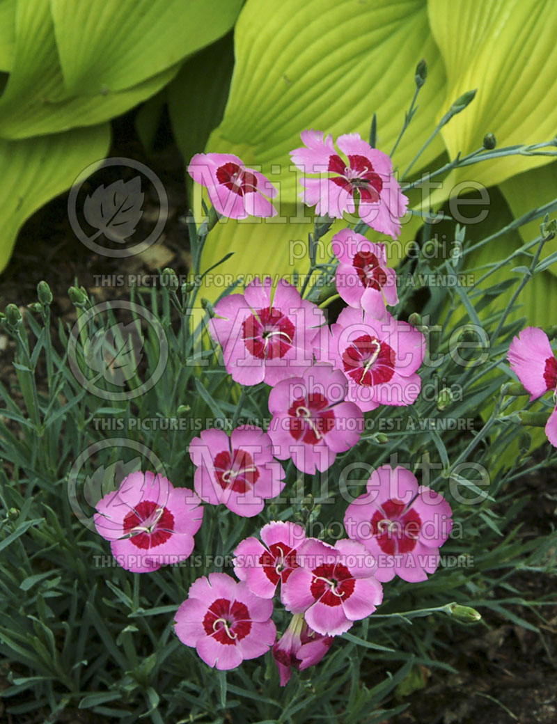 Dianthus Spring Beauty (Pink) 2 