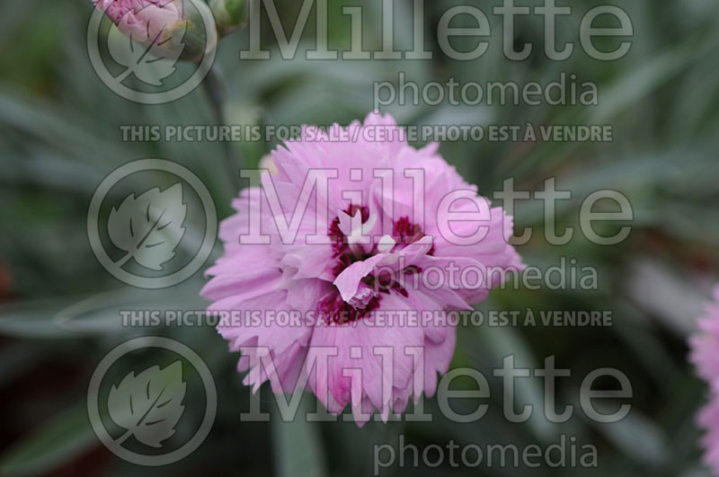 Dianthus Pop Star (Garden Pinks) 1