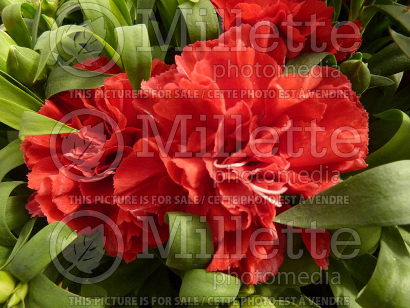 Dianthus Sunflor Red Allura (Garden Pinks) 1