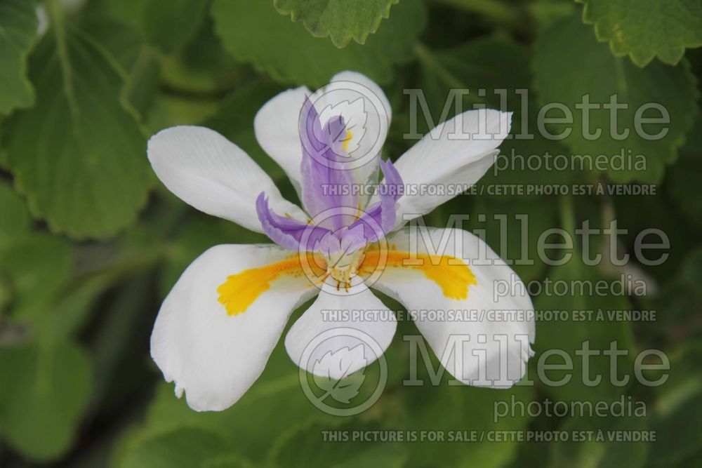 Dietes grandiflora (Fairy Iris, Wild Iris) 1