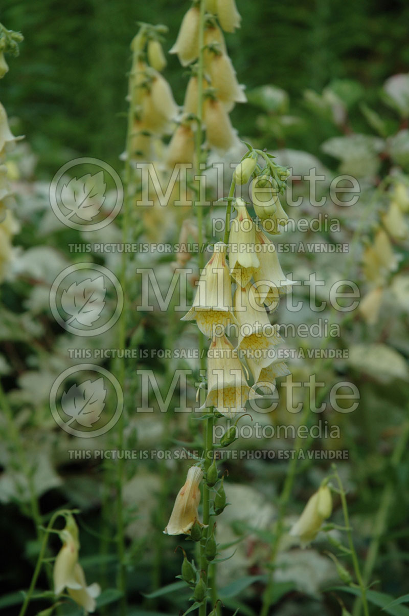 Digitalis ambigua aka grandiflora (Foxglove) 1