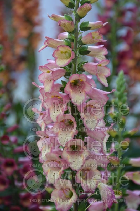 Digitalis or Digiplexis Berry Canary (Foxgloves) 3