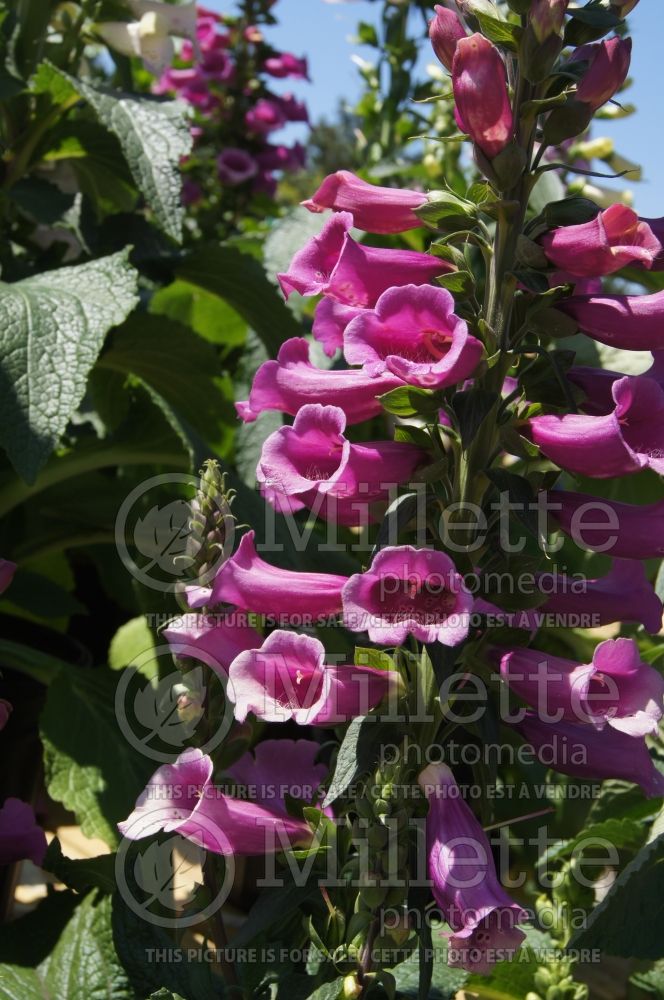Digitalis Camelot Rose (Foxglove)   6