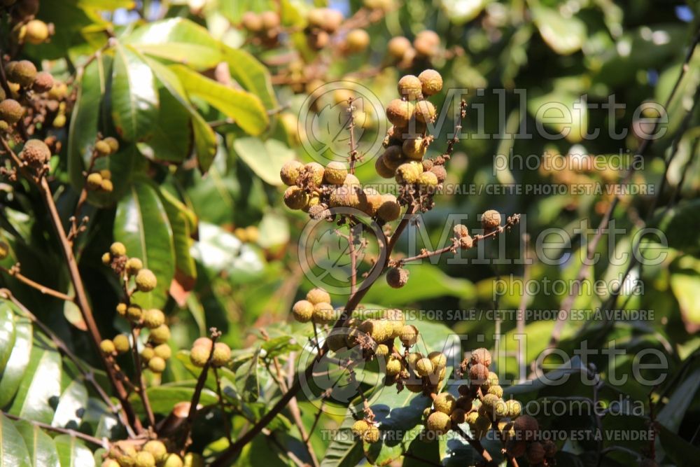 Dimocarpus longan (soapberry longan) 1 