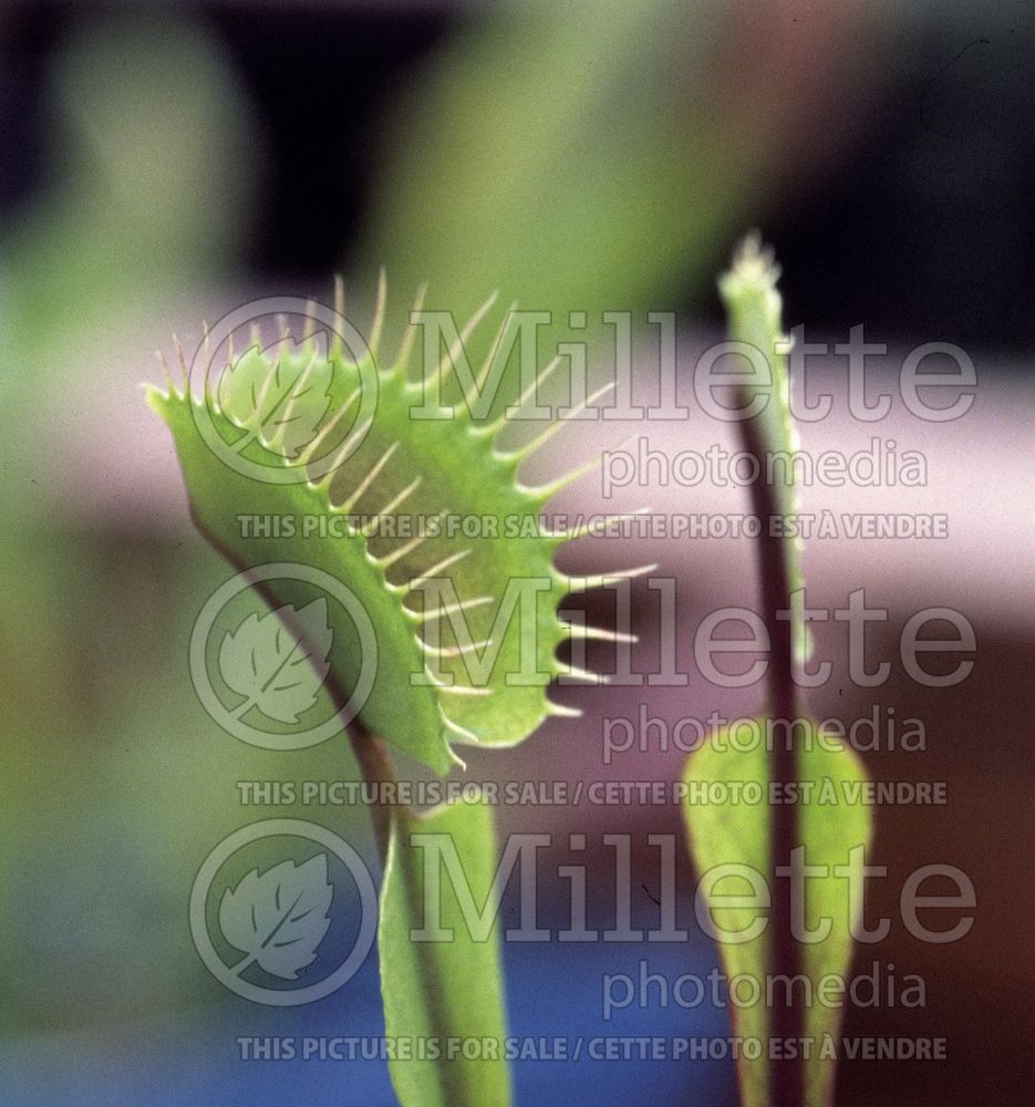 Dionaea Akai Ryu (Fly Trap plant) 1